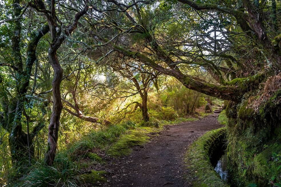 Bewachsener Weg im Wald mit märchenhaften Bäumen