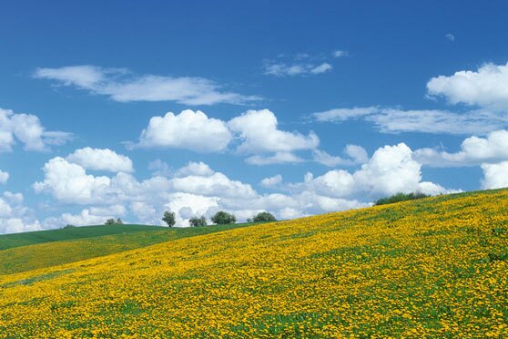 Ein Feld mit Russischem Löwenzahn, der gelb blüht
