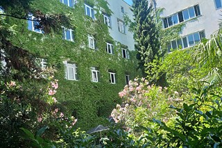 Mit Efeu bewachsene Rückseite des Schulgebäudes mit vielen Büschen und Bäumen und einem Sonnenschirm