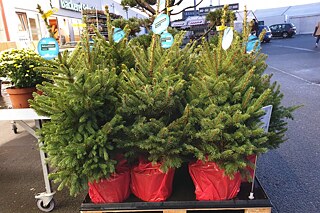 Weihnachtsbäume in Töpfen auf einer Palette vor einem Baumarkt