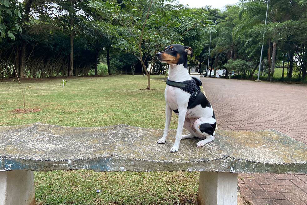 Ein kleiner weißer Hund mit brauner Schnauze und schwarzen Flecken sitzt auf einer Parkbank
