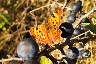Schmetterling von Urszula K. aus Polen_© Urszula K.