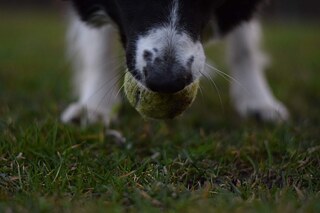 Der Hund und sein Ball von Eliska B. aus Tschechien© Eliska B.