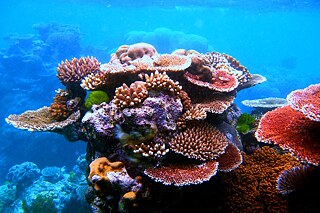 Korallen im Flynn Reef, einem Teil des Great Barrier Reef in der Nähe von Cairns, Queensland, Australien