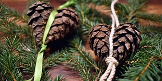 Christbaumschmuck aus Tannenzapfen und Schnur auf Tannengrün