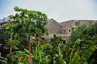 Im Vordergrund Bananenpflanzen und ein Papaya-Baum, im Hintergrund einfache Behausungen aus Betonsteinen und Wellblechdächern.