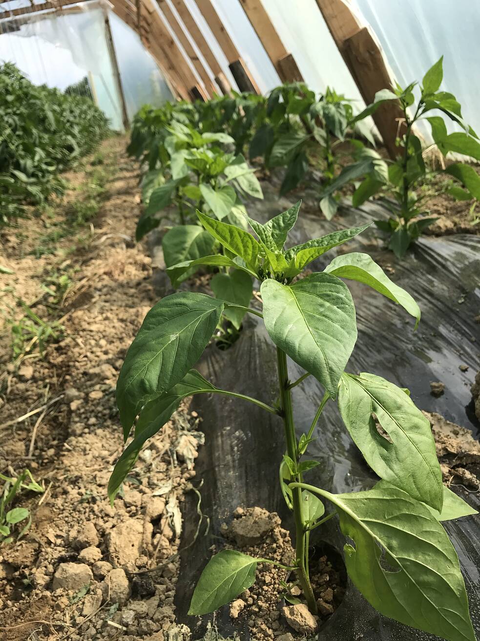 Paprika im Gewächshaus