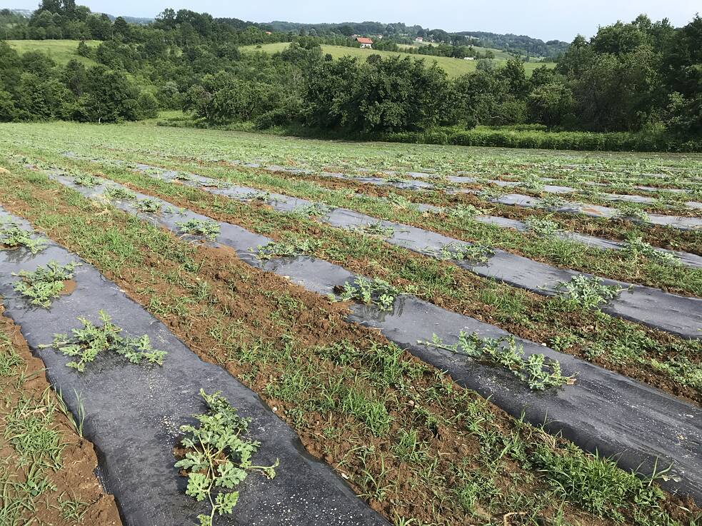 Wassermelonen auf unserem Feld