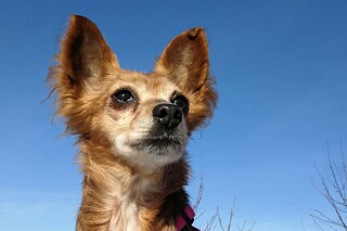 Nahaufnahme vom Kopf von Hund Enny, einem kleineren braunen Hund mit längerem Fell