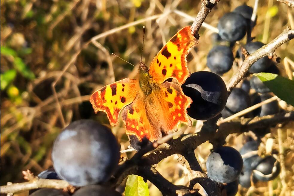 Schmetterling