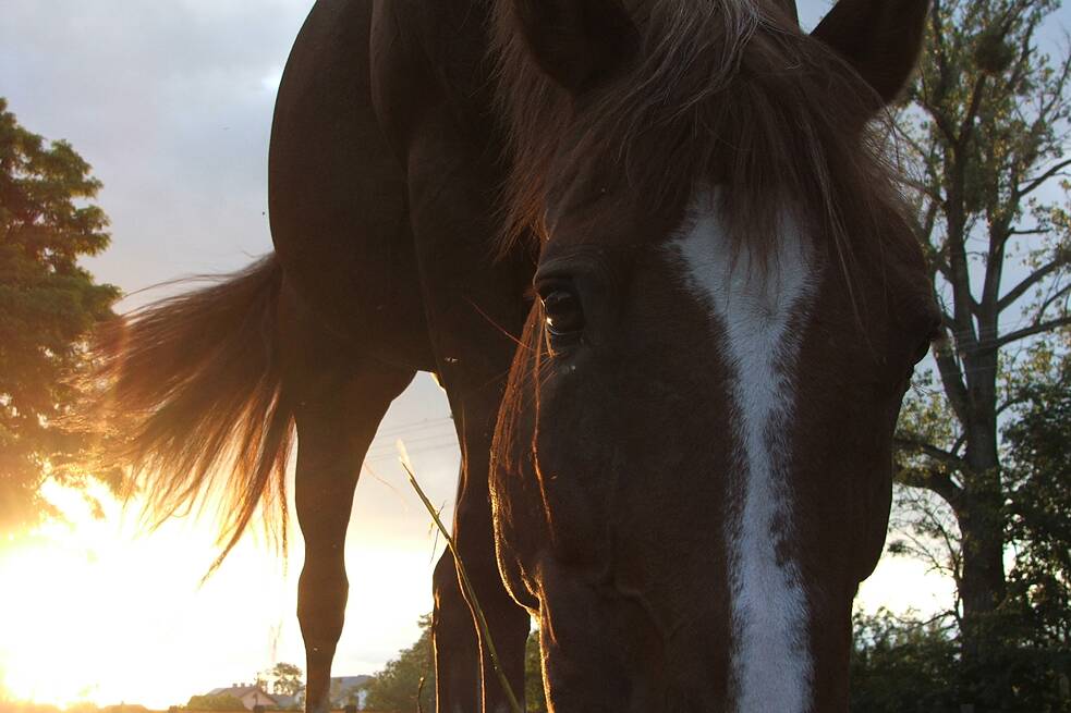 Pferd und Sonnenuntergang
