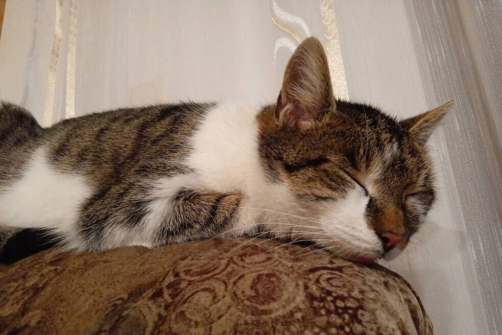 Unser treuester Freund