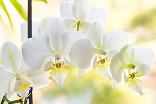 Orchideen