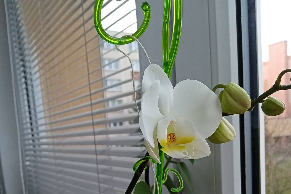 Orchideenblüte an einem Fenster