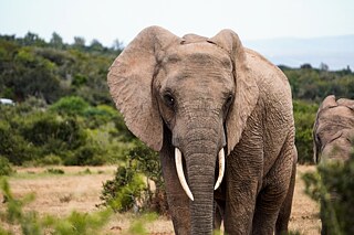 Im Addo Elephant Park