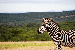 Zebra im Addo Elephant Park