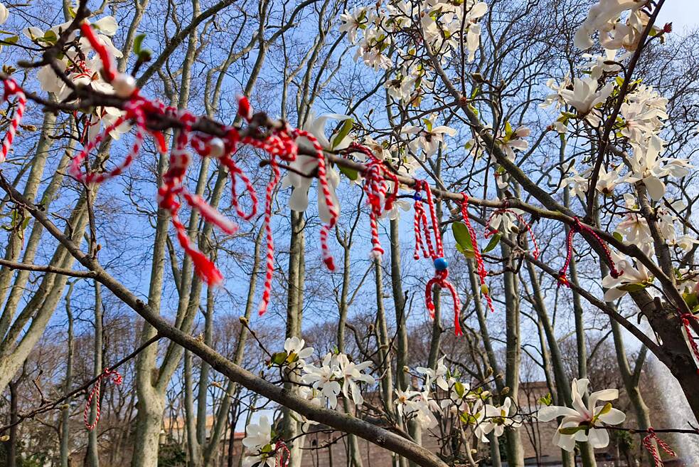 Martenzia-Tradition in der Türkei Rot-weiße Bänder an einem Magnolienbaum