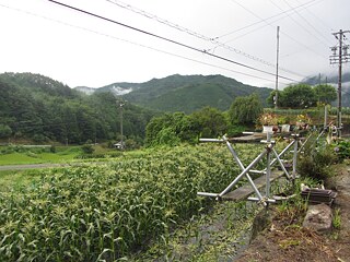 Maisfeld