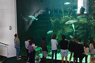 Menschen blicken gespannt in ein riesiges Aquarium.