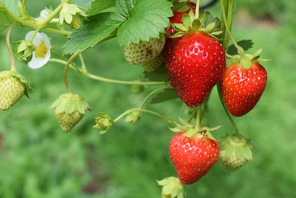 Erdbeerfarm Eine Erdbeerpflanze mit reifen und unreifen Erdbeeren und Blüten.