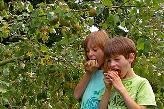 Zwei Kinder stehen unter einem Apfelbaum und beissen genussvoll in einen Apfel.