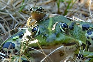 Ein Frosch mit einem Jungen auf dem Rücken.