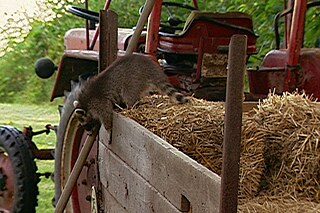 Ein Waschbär springt von einem Heuhaufen auf einem Traktoranhänger.