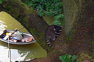 Ein Waschbär sitzt auf einem Baum und blickt auf einen Ruderboot herab.