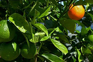 Apfelsinen © WDR Eine reife Apfelsine in einem Baum