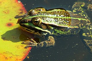Wie hüpft ein Frosch? © WDR Ein Frosch auf einem Seerosenblatt