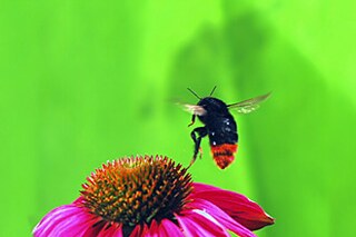 Eine Hummel fliegt einen Sonnenhut an.