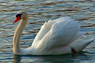 Ein ausgewachsener Schwan auf dem Wasser