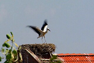 Ein erwachsener Weißstorch landet auf seinem Horst auf einem roten Dach.
