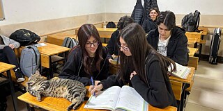 Bild eines Klassenraums mit Holztischen. Im Vordergrund sitzen zwei Jugendliche am Tisch. Auf dem Tisch liegt gemütlich eine Katze.