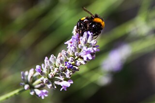 Eine Hummel auf einer Lavendelblüte