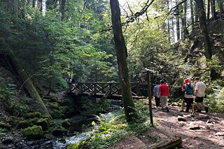 Jugendliche wandern durch einen Wald.