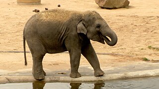 Ein Elefant im Zoogehege trinkt.