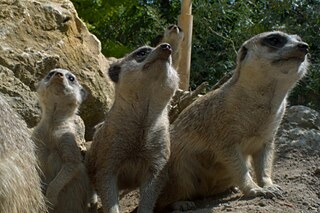 Vier Erdmännchen vor ihrem Bau