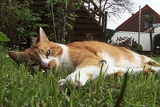 Ein Kater liegt im Gras.