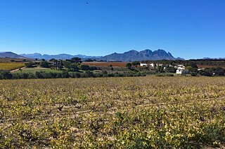 In Südafrika bauen wir viel Wein an