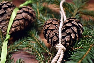 Christbaumschmuck aus Tannenzapfen und Schnur auf Tannengrün