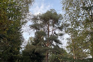 Baumkronen in einem Mischwald