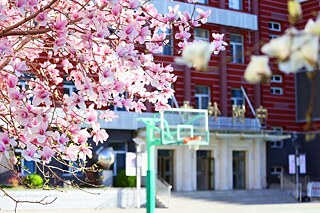 Kirschblüten auf dem Schulhof der  Affiliated High School of Beijing Foreign Studies University