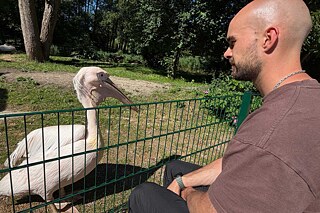 Ein Erwachsener beobachtet einen Pelikan.
