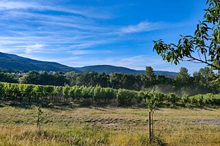 Blick auf ein Weinanbaufeld
