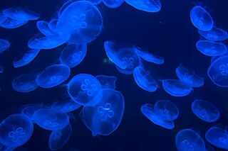 Leuchtende Quallen in einem Aquarium