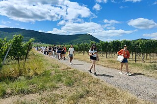 Jugendliche spazieren durch Weinberge.
