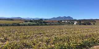 In Südafrika bauen wir viel Wein an