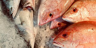 Frischer Fisch im Bio-Supermarkt „Diamond“