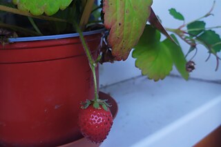 Selbst angebaute Erdbeeren